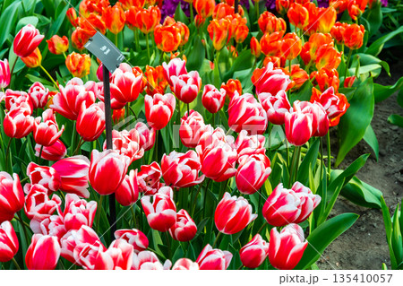 Closeup view of beautiful tulip field in bloom. Tulip flower of multiple colors - pink, yellow, violet, red, orange. Tulips are typical flower in Netherlands. Closeup view of beautiful tulip field in bloom. Tulip flower of multiple colors - pink, yellow, violet, red, orange. Tulips are typical flower in Netherlands. 135410057