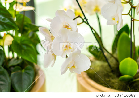 Closeup view to orchid flower Phalaenopsis. Multiple flowers of variant colors, detail macro view. 135410068
