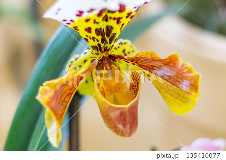 Closeup view to orchid flower Phalaenopsis. Multiple flowers of variant colors, detail macro view. Closeup view to orchid flower Phalaenopsis. Multiple flowers of variant colors, detail macro view. 135410077