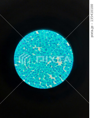 Onion root tip cells showing mitosis stages under microscope at 40x magnification used for biology education, cytology research, genetics study and plant cell division illustration 135410100