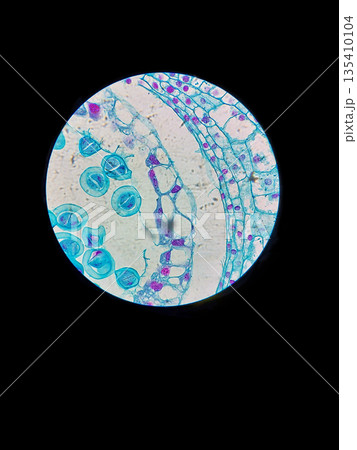 Lily cell meiosis under microscope at 40x magnification showing reproductive plant tissue for genetics education, cytology research and biology textbook illustration 135410104