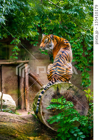 Sumatran tiger (Panthera tigris sumatrae) is a rare tiger subspecies that inhabits the Indonesian island of Sumatra 135410179