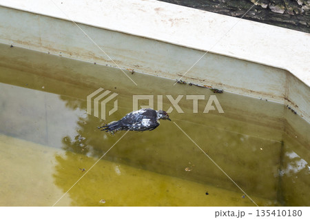 Dead bird in the water tank. Dead bird in the water tank. 135410180