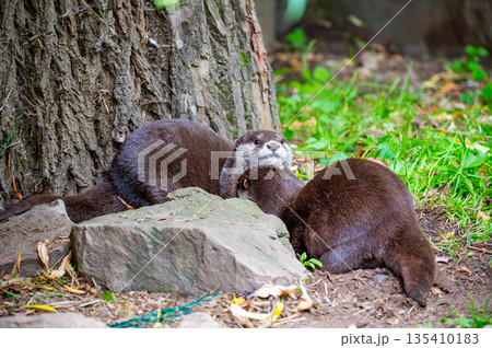 The otter (latin name Aonyx cinerea) relaxation on the ground. 135410183