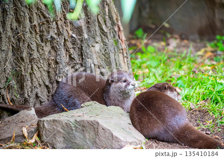 The otter (latin name Aonyx cinerea) relaxation on the ground. The otter (latin name Aonyx cinerea) relaxation on the ground. 135410184