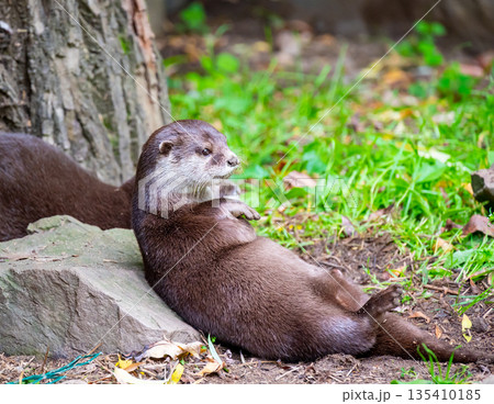 The otter (latin name Aonyx cinerea) relaxation on the ground. The otter (latin name Aonyx cinerea) relaxation on the ground. 135410185