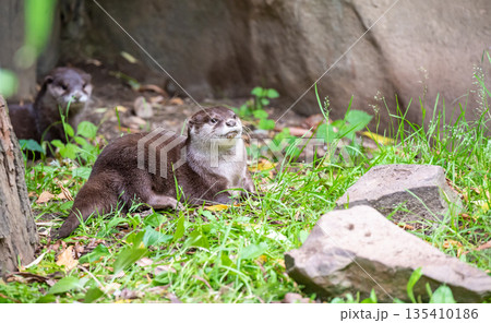 The otter (latin name Aonyx cinerea) relaxation on the ground. 135410186