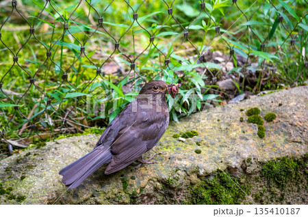 Black bird is holding the earthworm in his beak. Grass background. 135410187