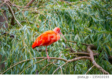 Eudocimus ruber on tree branch. Four bright red birds Scarlet Ibis. Eudocimus ruber on tree branch. Four bright red birds Scarlet Ibis. 135410193