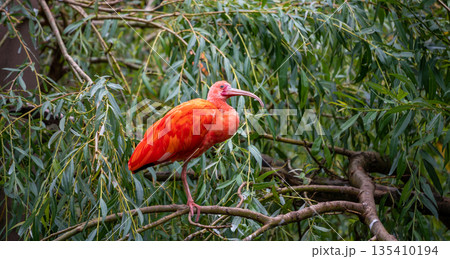 Eudocimus ruber on tree branch. Four bright red birds Scarlet Ibis. 135410194