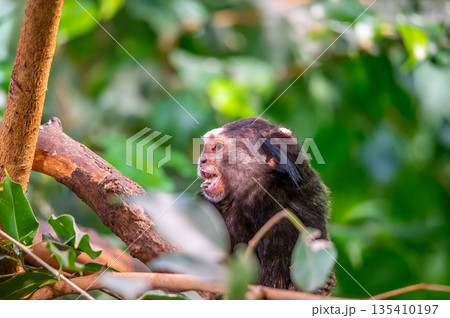 Monkey Callithrix penicillata is eating the insect and sitting on tree trunk. Monkey Callithrix penicillata is eating the insect and sitting on tree trunk. 135410197
