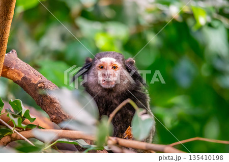 Monkey Callithrix penicillata is eating the insect and sitting on tree trunk. 135410198