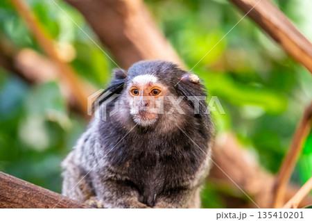 Monkey Callithrix penicillata is eating the insect and sitting on tree trunk. 135410201