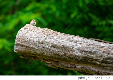 Small brown bird is sitting on big trunk, green background. 135410202
