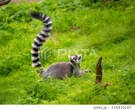 Lemur catta monkey portrait. Lemur is eating on the trunk and ground. Lemur catta monkey portrait. Lemur is eating on the trunk and ground. 135410207