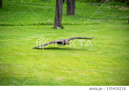 The eagle bird (latin name Haliaeetus albicilla) is flying above the grass. The eagle bird (latin name Haliaeetus albicilla) is flying above the grass. 135410218