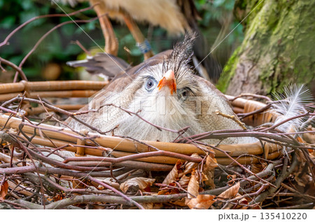 Cariama cristata bird is sitting on the nest. Cariama cristata bird is sitting on the nest. 135410220