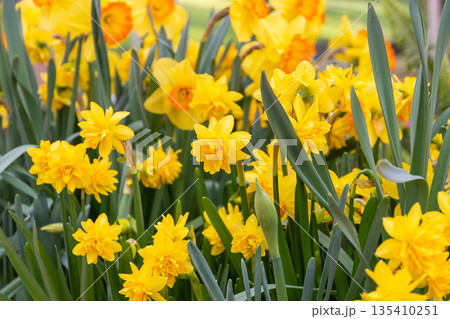 Narcissus flower at Dutch garden. Beautiful flowers in bloom, springtime. Narcissus flower at Dutch garden. Beautiful flowers in bloom, springtime. 135410251