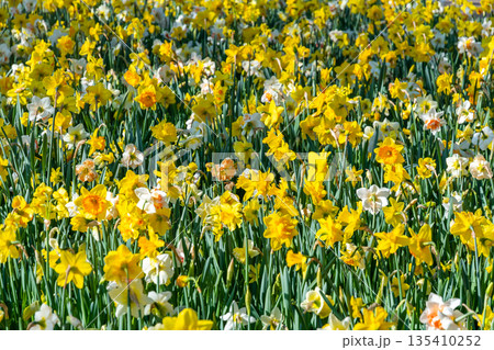 Narcissus flower at Dutch garden. Beautiful flowers in bloom, springtime. Narcissus flower at Dutch garden. Beautiful flowers in bloom, springtime. 135410252