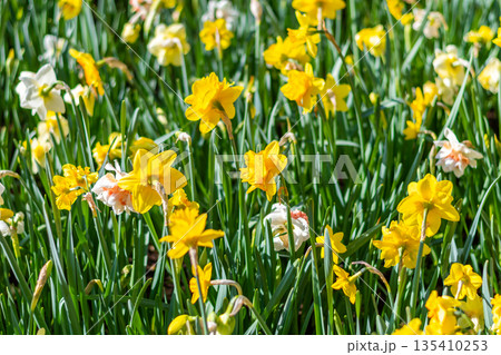 Narcissus flower at Dutch garden. Beautiful flowers in bloom, springtime. 135410253