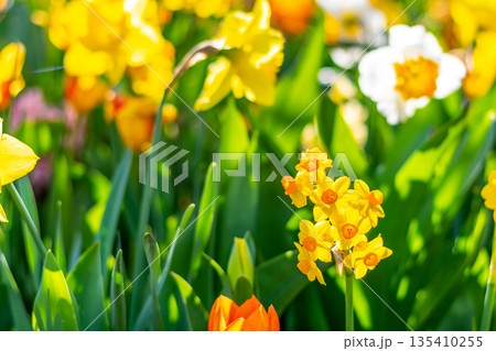 Narcissus flower at Dutch garden. Beautiful flowers in bloom, springtime. 135410255