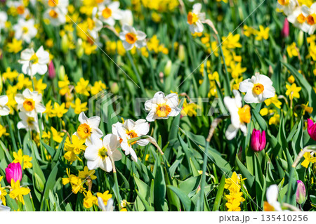 Narcissus flower at Dutch garden. Beautiful flowers in bloom, springtime. 135410256