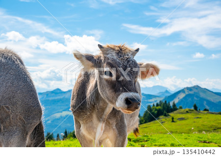 Cows on Alps meadow in Austria, near Schafberg hill. Cows are looking to lake in far. 135410442