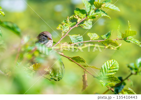 Closeup view of sparrow sitting in green leaf on tree. 135410443