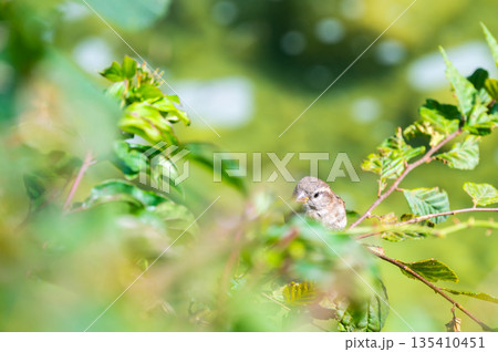 Closeup view of sparrow sitting in green leaf on tree. Closeup view of sparrow sitting in green leaf on tree. 135410451