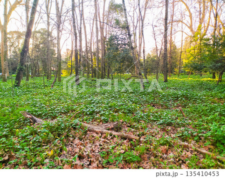 Serene forest landscape with lush green groundcover and tall trees bathed in warm golden light. A perfect nature background for wellness, environmental themes, and peaceful concepts. Serene forest landscape with lush green groundcover and tall trees bathed in warm golden light. A perfect nature background for wellness, environmental themes, and peaceful concepts. 135410453