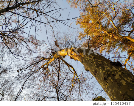 Gaze up at a majestic tree trunk as it reaches toward the clear sky. Warm golden light accents the textured bark, symbolizing resilience and growth. Perfect for nature and wellness designs. 135410457