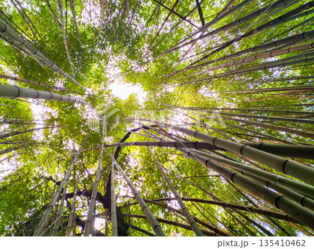 A stunning wormseye view of a lush bamboo forest reaching for the light. This vibrant green canopy symbolizes growth and serenity, perfect for sustainability and meditation concepts. 135410462