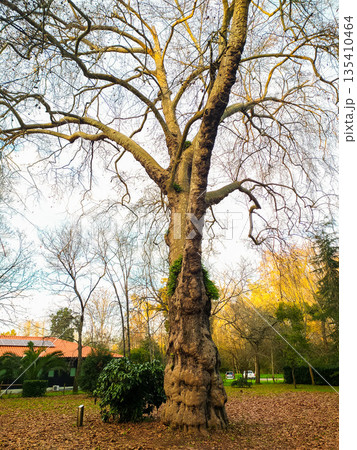 An ancient plane tree with textured bark rises against a clear sky in an autumn park. A symbol of strength and endurance, ideal for environmental, travel, and seasonal storytelling projects. An ancient plane tree with textured bark rises against a clear sky in an autumn park. A symbol of strength and endurance, ideal for environmental, travel, and seasonal storytelling projects. 135410464