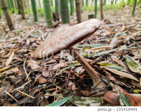 Closeup of a wild mushroom growing on a leafstrewn forest floor, with a blurred green bamboo grove in the background. A symbol of natural growth and biodiversity for organic designs. 135410495