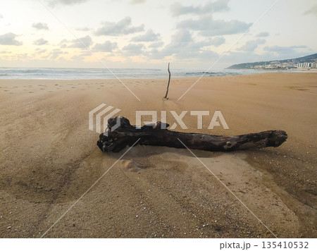 A large piece of weathered driftwood lies on a golden sandy beach under a soft sunrise sky. This tranquil coastal landscape represents serenity and the natural beauty of the shoreline. A large piece of weathered driftwood lies on a golden sandy beach under a soft sunrise sky. This tranquil coastal landscape represents serenity and the natural beauty of the shoreline. 135410532