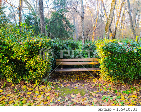 A serene wooden bench nestled between green bushes in an autumn park, illuminated by golden sunlight. Ideal for themes of solitude, peace, wellness, and the beauty of seasonal change. A serene wooden bench nestled between green bushes in an autumn park, illuminated by golden sunlight. Ideal for themes of solitude, peace, wellness, and the beauty of seasonal change. 135410533