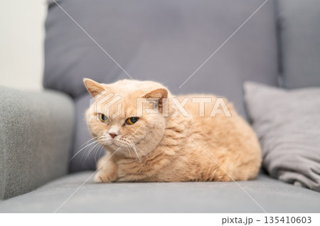 British shorthair cat of creme color is lying on the gray couch. Cute pet relaxation. 135410603