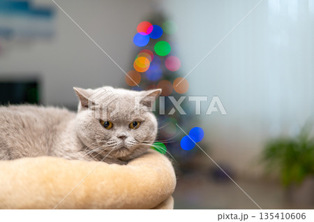 British cat is lying in front of the christmas tree with glowing lights. British cat is lying in front of the christmas tree with glowing lights. 135410606