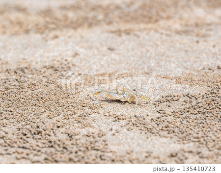 The ghost crab (latin name Ocypode cordimanus) is standing on the sand beach. Closeup macro view. 135410723