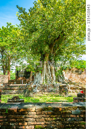 Ruins of ancient city and temples Ayutthaya, Thailand. Old kingdom of Siam. Summer day with blue sky. Famous tourist destination, spiritual place near Bangkok. Ruins of ancient city and temples Ayutthaya, Thailand. Old kingdom of Siam. Summer day with blue sky. Famous tourist destination, spiritual place near Bangkok. 135410843