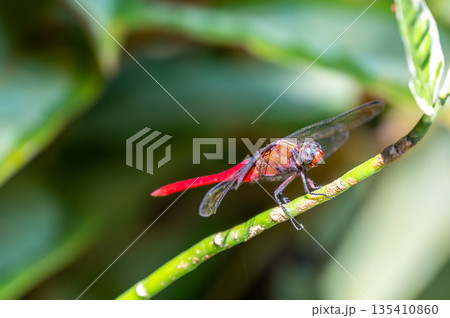 The Spine-tufted skimmer, or brown-backed red marsh hawk, is a species of dragonfly in the family Libellulidae. Dragonfly is sitting on the green leaf The Spine-tufted skimmer, or brown-backed red marsh hawk, is a species of dragonfly in the family Libellulidae. Dragonfly is sitting on the green leaf 135410860