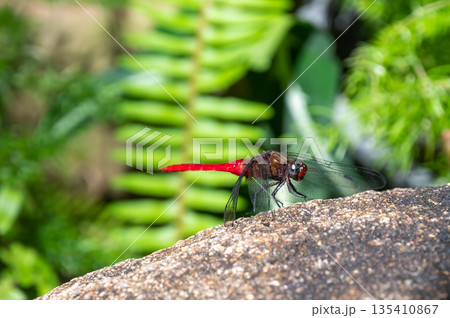 The Spine-tufted skimmer, or brown-backed red marsh hawk, is a species of dragonfly in the family Libellulidae. Dragonfly is sitting on the green leaf The Spine-tufted skimmer, or brown-backed red marsh hawk, is a species of dragonfly in the family Libellulidae. Dragonfly is sitting on the green leaf 135410867