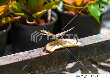 Colorful butterfly is sitting and eating on the green plant leaf. 135410887