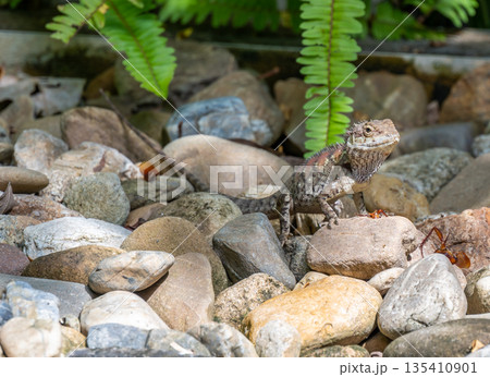 Brown lizard is eating the insect at ground. 135410901