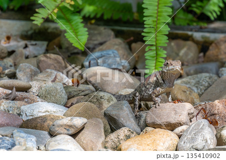 Brown lizard is eating the insect at ground. 135410902
