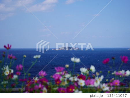 軍艦島を望むコスモス畑 135411057
