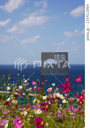 軍艦島を望むコスモス畑 135411064
