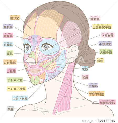 斜めの角度から見た顔の筋肉と胸鎖乳突筋（カラー付き名称あり） 135411143