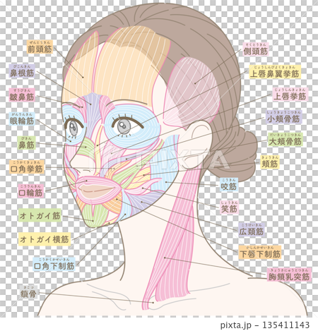 斜めの角度から見た顔の筋肉と胸鎖乳突筋（カラー付き名称あり） 135411143