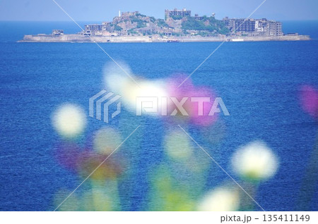 軍艦島を望むコスモス畑 軍艦島を望むコスモス畑 135411149